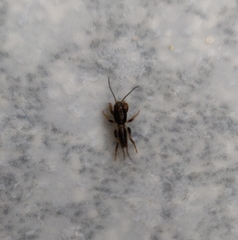 Gryllotalpa orientalis