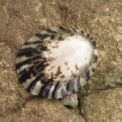 Cellana radians