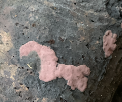 Hypoxylon rubiginosum