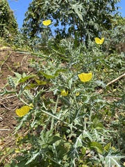 Argemone mexicana