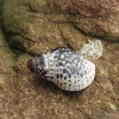Cominella maculosa