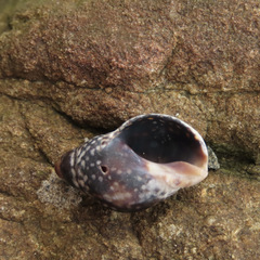 Cominella maculosa