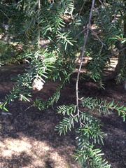 Tsuga caroliniana