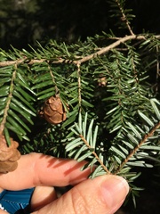 Tsuga caroliniana