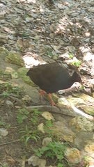 Megapodius reinwardt
