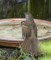 Toxostoma longirostre