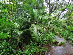 Astrocaryum mexicanum