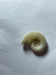 Spirula spirula