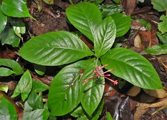 Odontonema