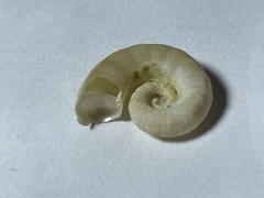 Spirula spirula