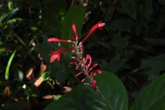 Odontonema