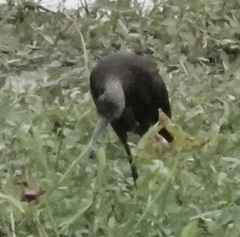 Plegadis chihi