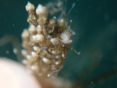 Eubranchus rustyus