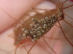 Eubranchus rustyus