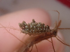 Eubranchus rustyus