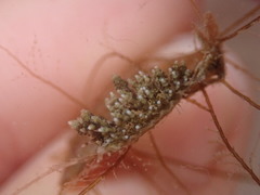 Eubranchus rustyus