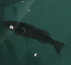 Micropterus