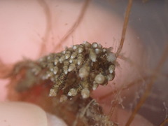 Eubranchus rustyus