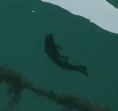 Micropterus
