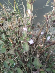Hygrophila