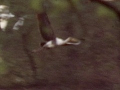 Mycteria leucocephala