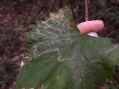 Phyllocnistis vitegenella