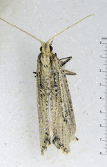 Orthenches chlorocoma