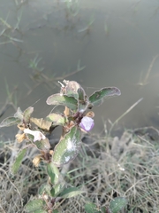 Hygrophila