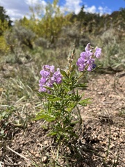 Lupinus argenteus