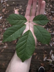 Handroanthus chrysotrichus