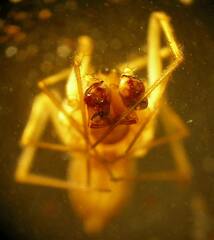 Bathyphantes brevipes
