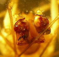 Bathyphantes brevipes