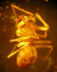 Bathyphantes brevipes
