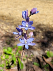 Thelymitra media