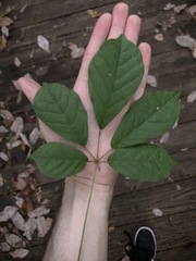 Handroanthus chrysotrichus