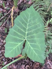 Xanthosoma robustum