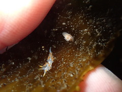 Coryphella trilineata