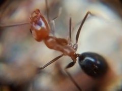 Dorymyrmex