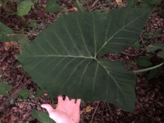 Xanthosoma robustum