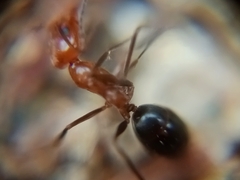 Dorymyrmex