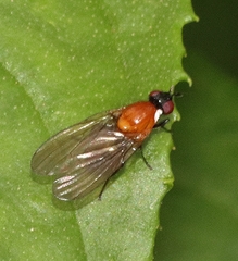 Sapromyza