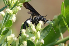 Aculeata