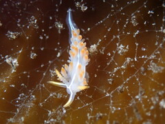 Coryphella trilineata
