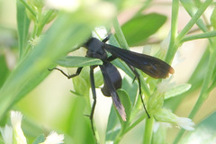 Aculeata