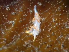 Coryphella trilineata