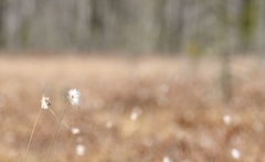 Eriophorum virginicum