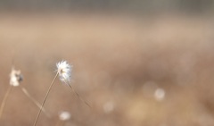 Eriophorum virginicum