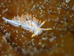 Coryphella trilineata