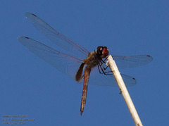 Tramea darwini