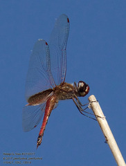 Tramea darwini